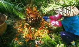 重庆铁树开花爆料事件视频,罕见奇观引发网友热议